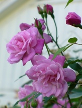 Heirloom Plants copyright � almostedenplants.com